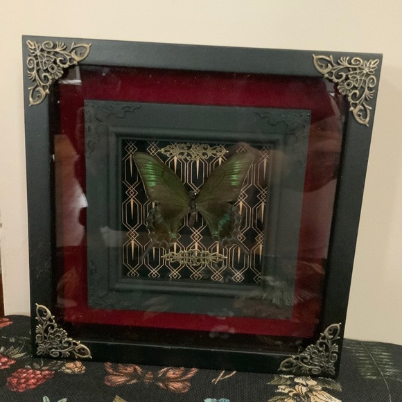 Double Framed butterfly - Picture 2 of 2